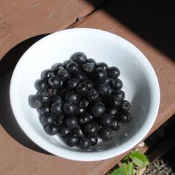 Location: Downingtown, Pennsylvania
Date: 2016-08-14
bowl of delicious fruit of Tall Black Chokeberry