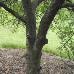 Location: Morton Arboretum in Lisle, Illinois
Date: 2015-06-19
the trunk