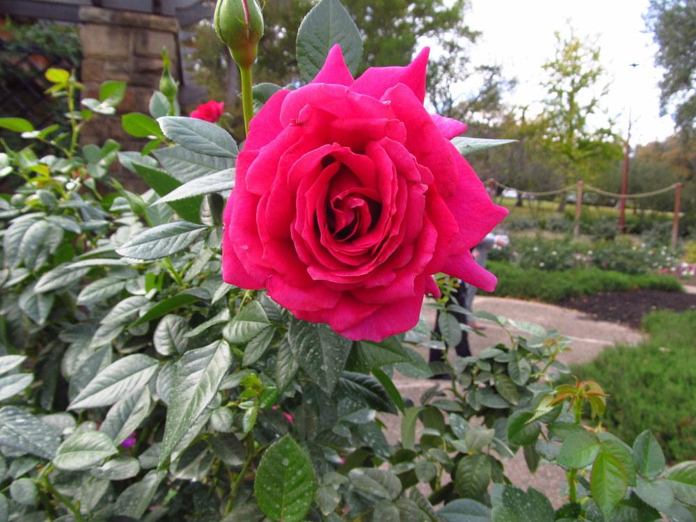 Photo of Rose (Rosa 'Pretty Lady Rose') uploaded by jmorth
