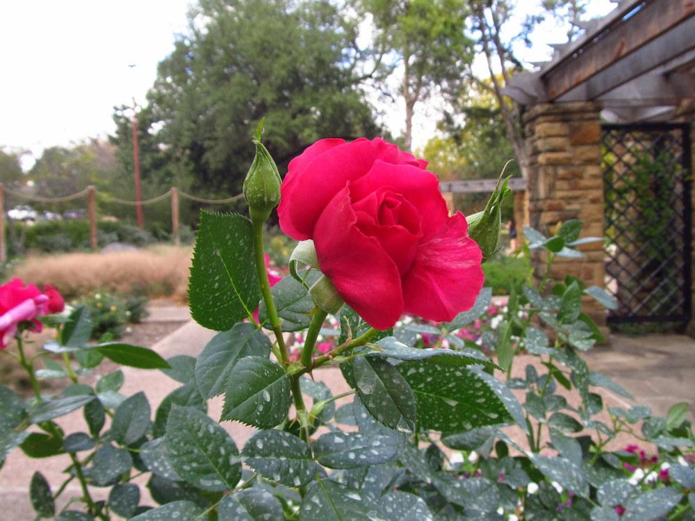 Photo of Rose (Rosa 'Pretty Lady Rose') uploaded by jmorth