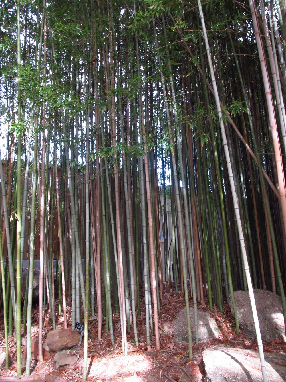 Photo of Bamboo (Bambusa) uploaded by jmorth