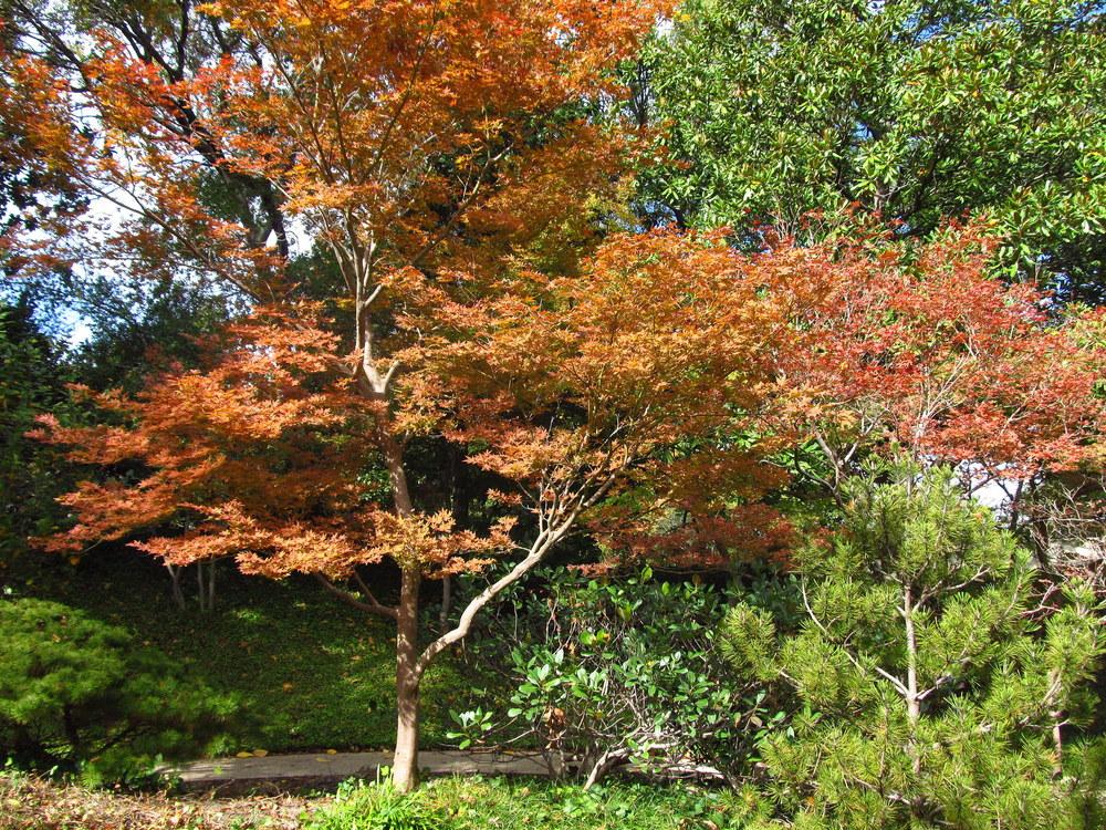 Photo of Japanese Maple (Acer palmatum) uploaded by jmorth