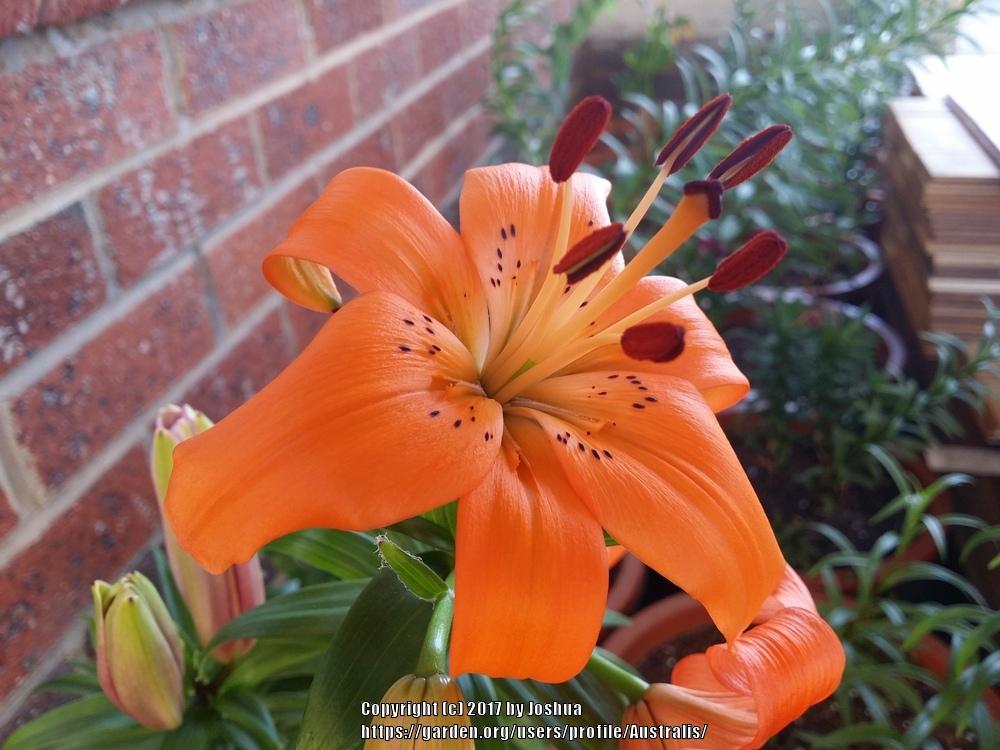 Photo of Lily (Lilium 'Apricot Supreme') uploaded by Australis
