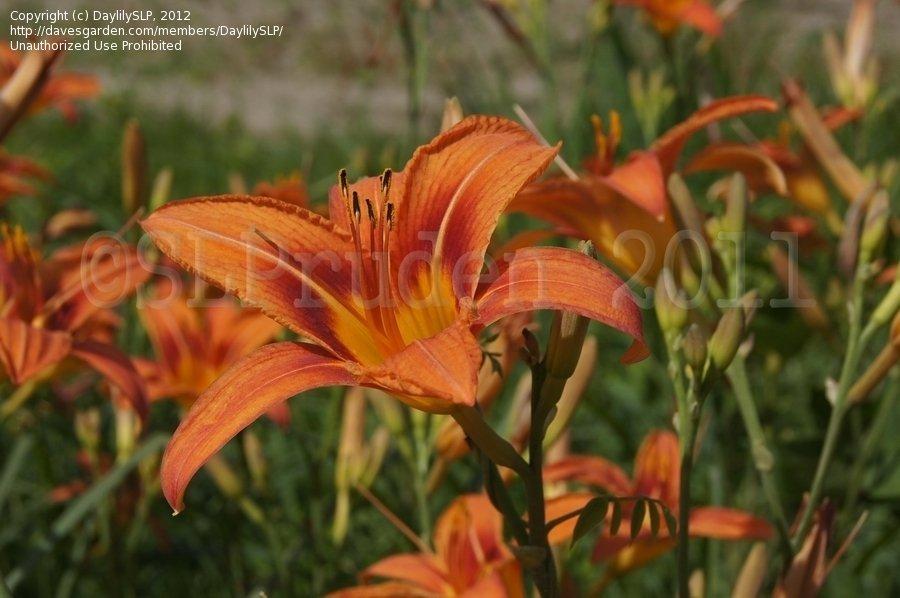 Photo of Ditch Lily (Hemerocallis fulva) uploaded by DaylilySLP