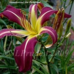Location: P Cantini Daylily Garden
Date: 2009-09-13