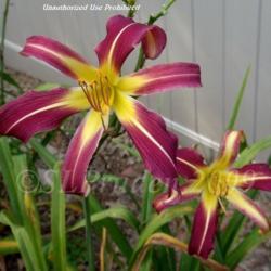 Location: P Cantini Daylily Garden
Date: 2009-09-13