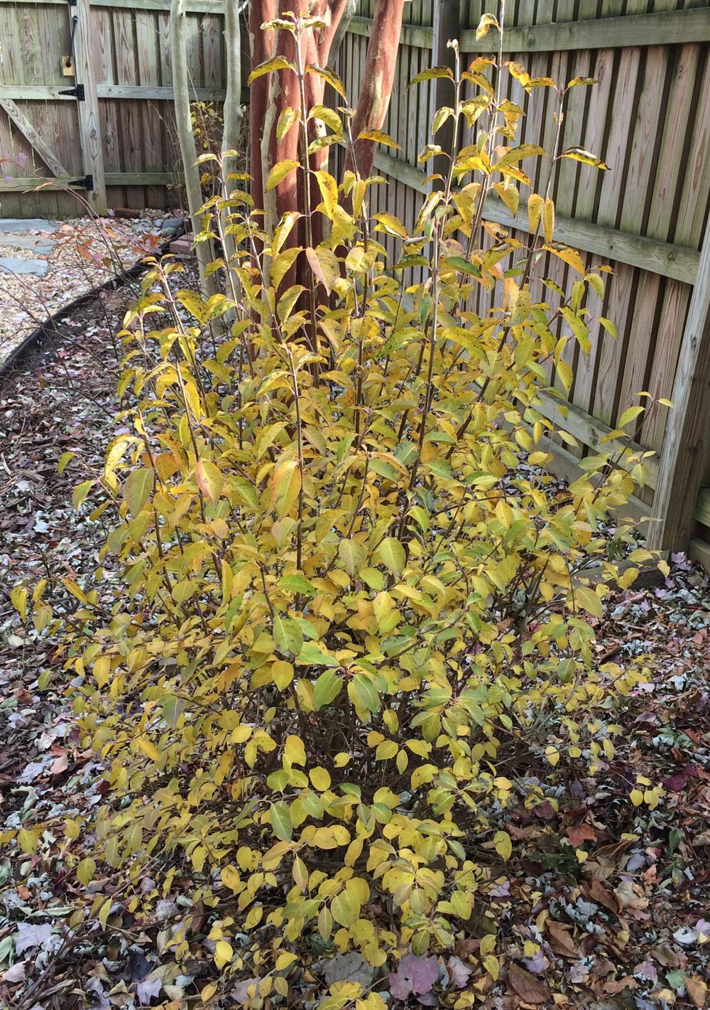Photo of Blackhaw Viburnum (Viburnum prunifolium) uploaded by Muddy1