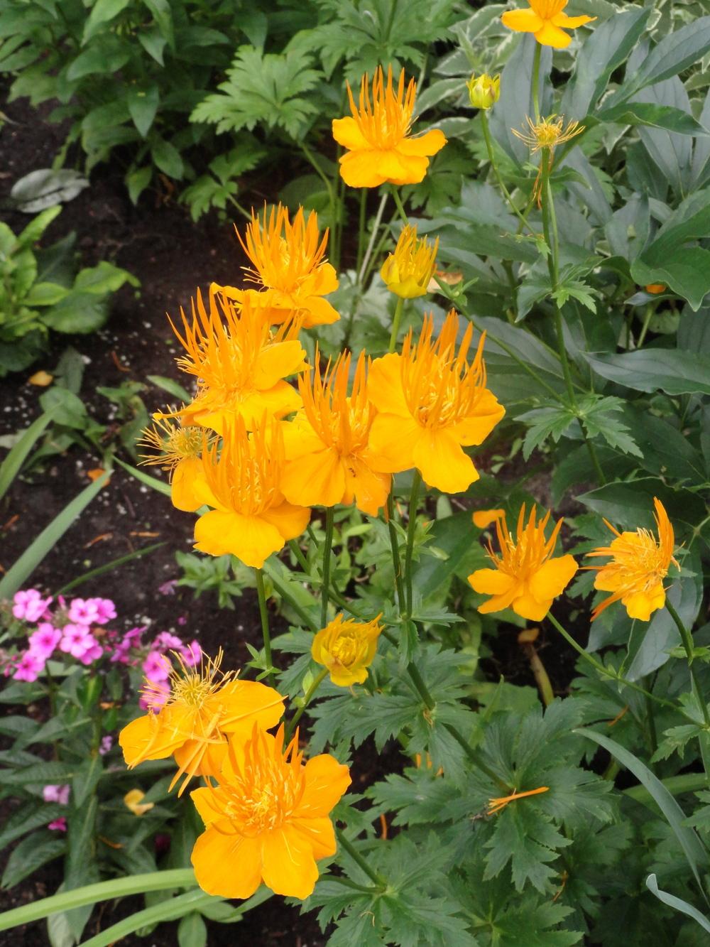 Photo of Chinese Globe Flower (Trollius chinensis 'Golden Queen') uploaded by SunnyBorders