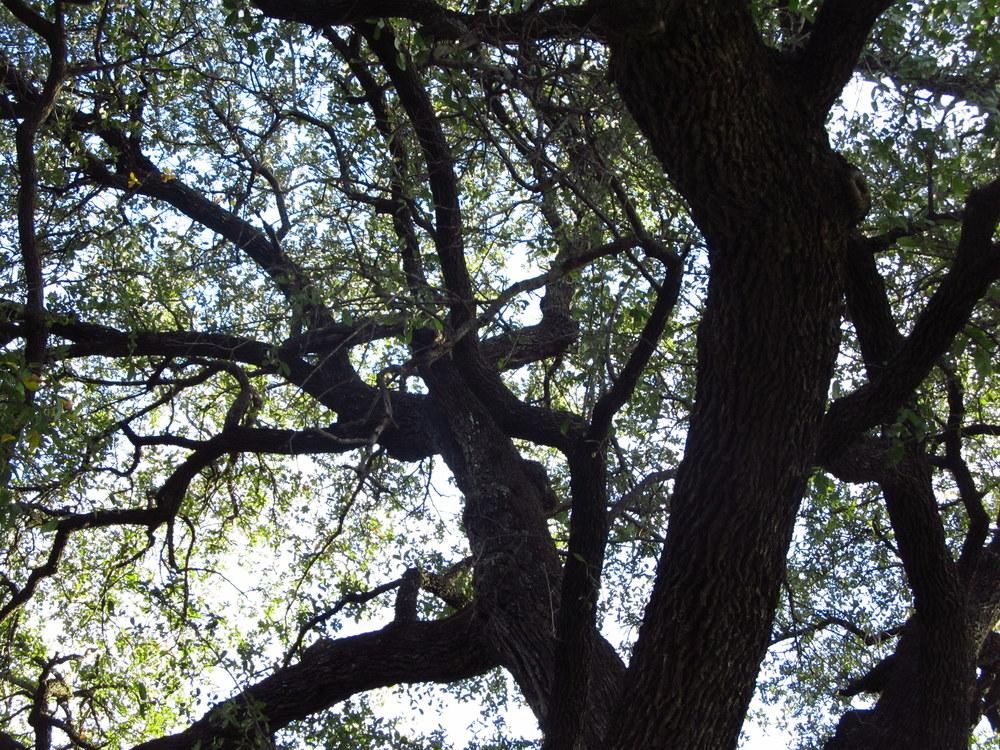 Photo of Live Oak (Quercus virginiana) uploaded by jmorth