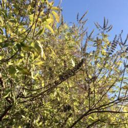 Location: North Central TX Zone 8a
Date: 2017-11-29
Located outside a condo. Sun was hitting it, giving it more of a 