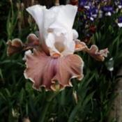 Tall Bearded Iris " Coffee Whispers "
