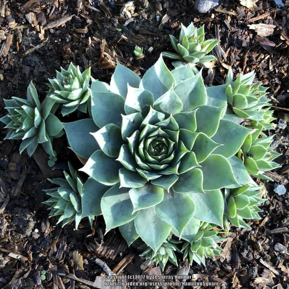 Photo of Hen and Chicks (Sempervivum 'Blush') uploaded by HamiltonSquare