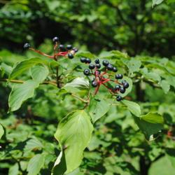 Location: Crow's Nest Land Preserve in southeast PA
Date: 2010-07-17
blue-black berries