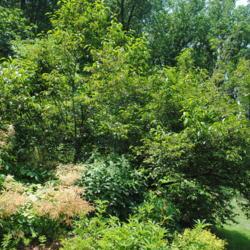 Location: Jenkins Arboretum in Berwyn, PA
Date: 2014-06-22
the specimen in summer
