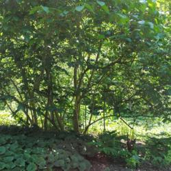 Location: Jenkins Arboretum in Berwyn, PA
Date: 2012-06-10
the plant base