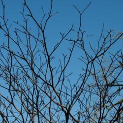 Location: Downingtown, Pennsylvania
Date: 2012-01-31
horizontal tiered wishbone branching