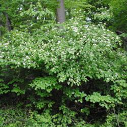 Location: west of Downingtown, Pennsylvania
Date: 2011-05-20
a wild tree on edge of woods in bloom