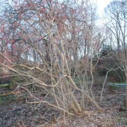 Location: Jenkins Arboretum in Berwyn, PA
Date: 2011-12-18
the specimen in winter