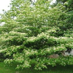 Location: Downingtown, Pennsylvania
Date: 2011-05-17
full-grown tree in bloom