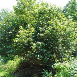 Location: Jenkins Arboretum in Berwyn, PA
Date: 2012-06-10
the shrub-tree in summer