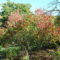 Location: Jenkins Arboretum in Berwyn, PA
Date: 2012-10-21
the specimen with fall color on top