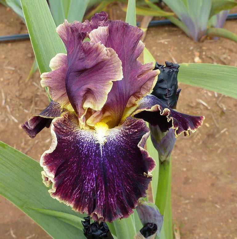 Photo of Tall Bearded Iris (Iris 'Exploding Galaxy') uploaded by Misawa77