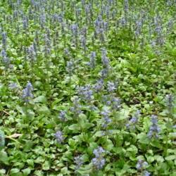 Location: Riverview, Robson, B.C. 
Date: 2008-06-07
 1:57 pm. Ajuga carpet planted in the 1930's or 1940's. In full s