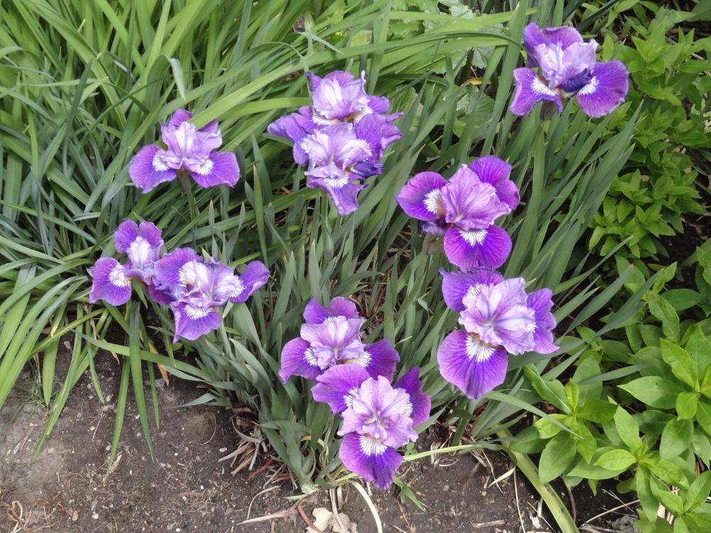Photo of Siberian Iris (Iris 'Lady Vanessa') uploaded by SunnyBorders