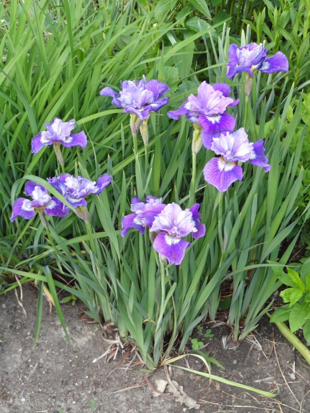 Photo of Siberian Iris (Iris 'Lady Vanessa') uploaded by SunnyBorders