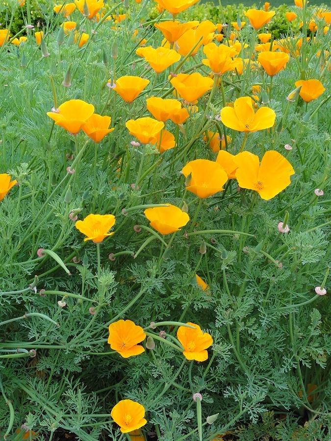 Photo of California Poppy (Eschscholzia californica) uploaded by carolem