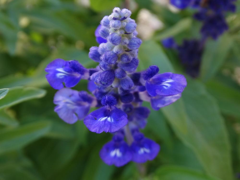 Photo of Mealy Cup Sage (Salvia farinacea 'Blue Bedder') uploaded by carolem