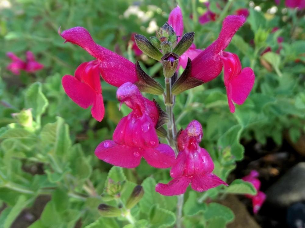 Photo of Baby Sage (Salvia microphylla 'San Carlos Festival') uploaded by carolem