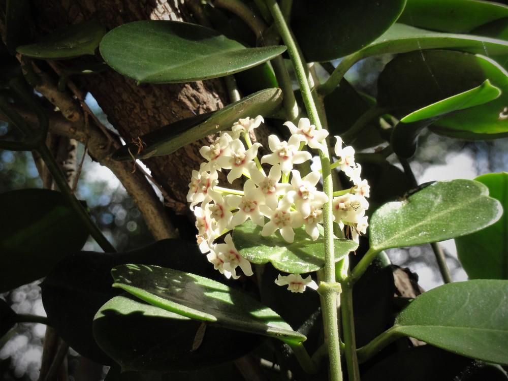 Photo of Wax Plant (Hoya australis) uploaded by carolem