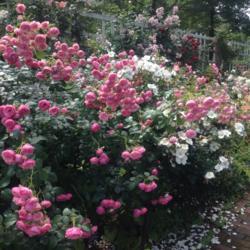 Location: Cranford Rose Garden, Brooklyn Botanical Garden, New York, NY
Date: 2017-06-18
White rose in the background is Eskimo.