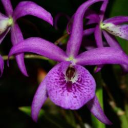 Location: Botanical Gardens of the State of Georgia...Athens, Ga
Date: 2017-11-30
Brassocattleya Maikai 'Mayumi' Orchid 001