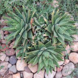 Location: Baja California
Aloe erinacea x ramosissima