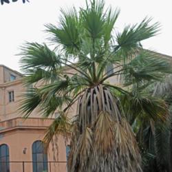 Location: Orto Botanico di Cagliari - Sardinia
Date: 2017-09-10