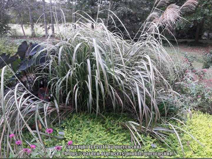 Photo of Eulalia (Miscanthus sinensis 'Cabaret') uploaded by quercusnut