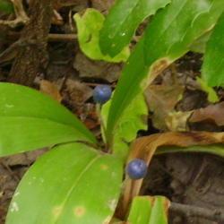 Location: Grandview Heights Land - Castlegar, B.C. 
Date: 2006-08-01
 11:17 am. Each stem carries one beautiful bead of blue.