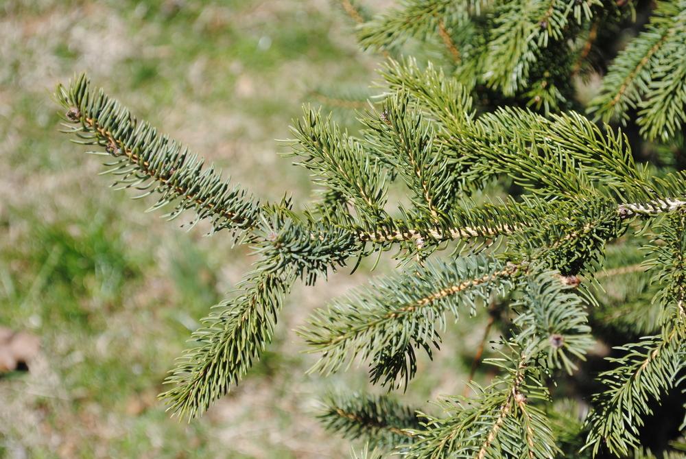 Photo of White Spruce (Picea glauca) uploaded by ILPARW