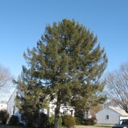 Location: Downingtown, Pennsylvania
Date: 2007-02-03
a lone full-grown tree