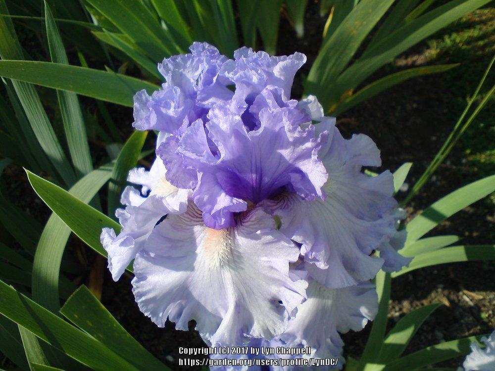 Photo of Tall Bearded Iris (Iris 'Adoregon') uploaded by LynDC