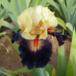 Location: Catheys Valley California 
Photo courtesy of Superstition Iris Gardens, posted with permissi