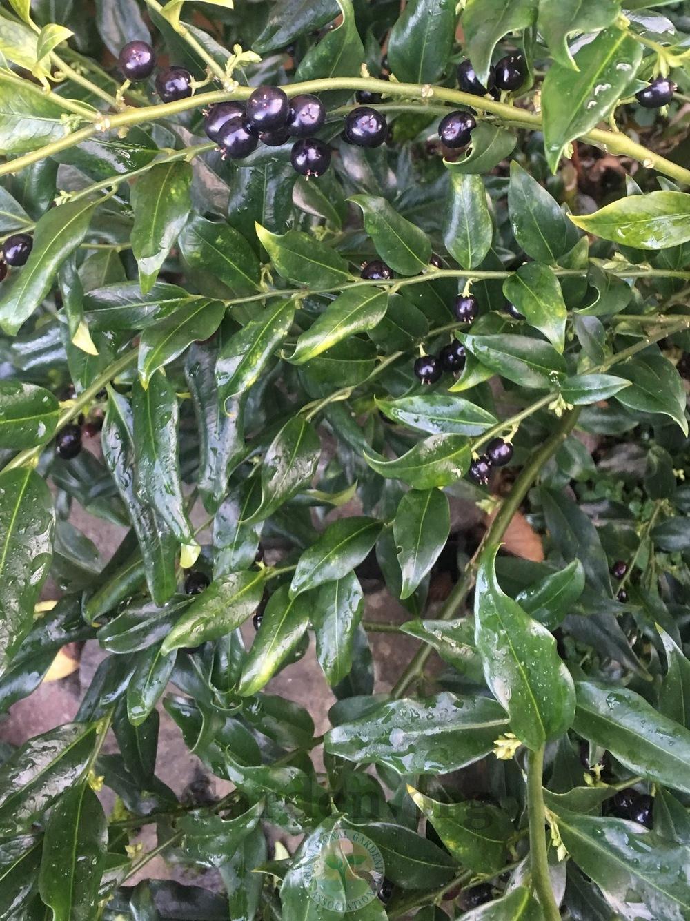 Photo of Sweet Box (Sarcococca confusa) uploaded by springcolor
