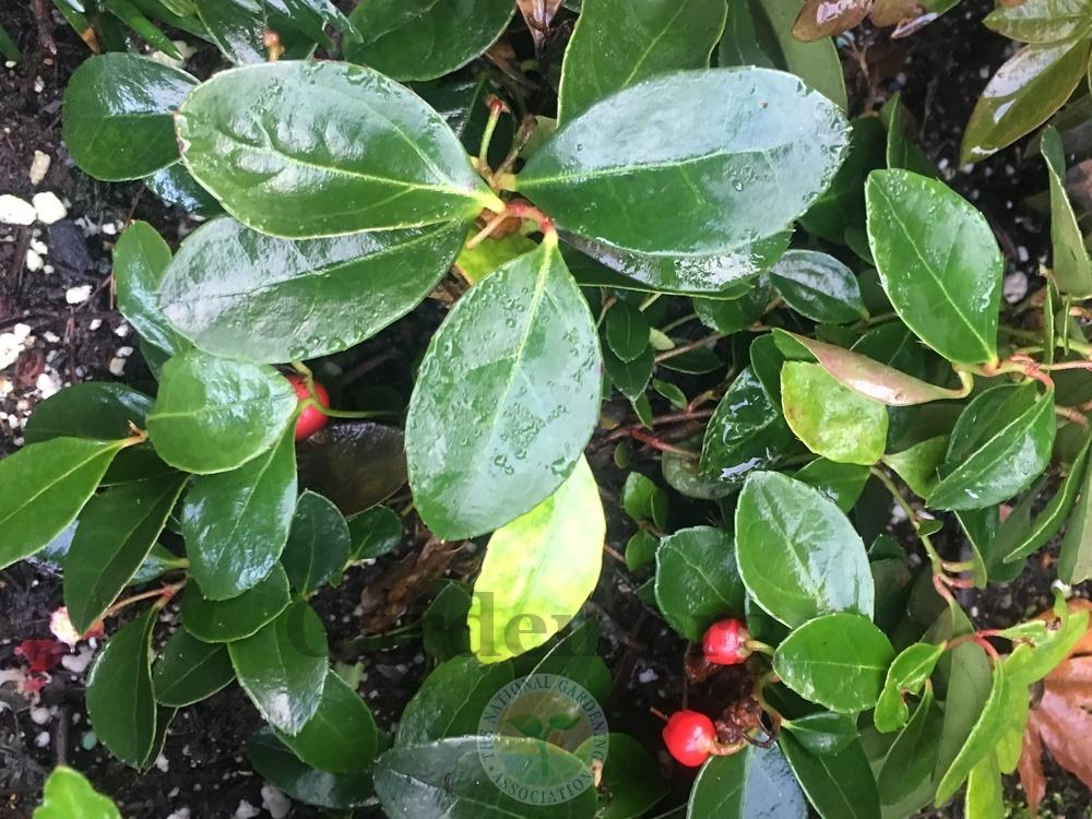 Photo of Wintergreen (Gaultheria procumbens) uploaded by springcolor