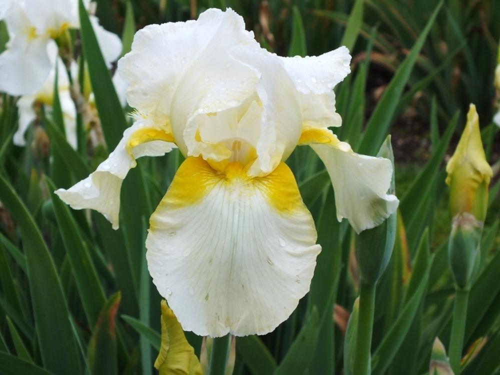 Photo of Tall Bearded Iris (Iris 'Christmas Angel') uploaded by sunnyvalley