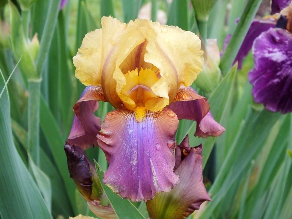 Photo of Tall Bearded Iris (Iris 'Milestone') uploaded by sunnyvalley