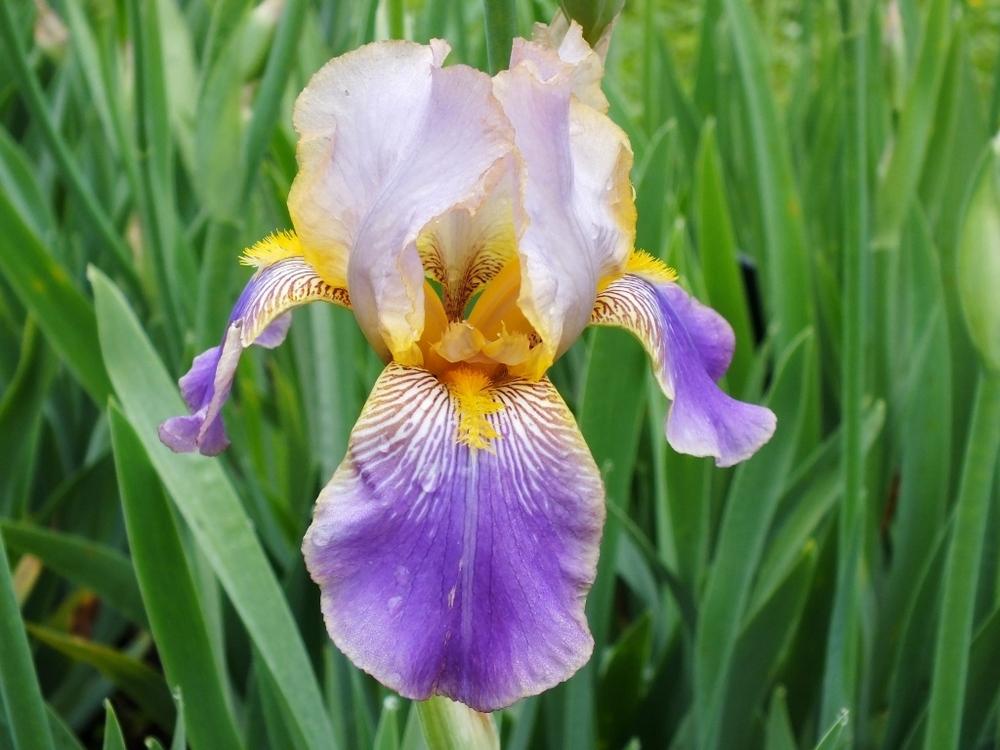 Photo of Tall Bearded Iris (Iris 'Sérénité') uploaded by sunnyvalley