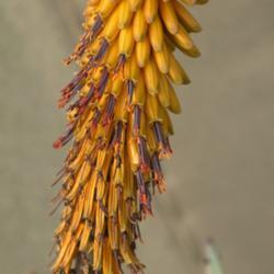Location: Baja California
Date: 2017-01-21
Aloe petricola x marlothii (probably)