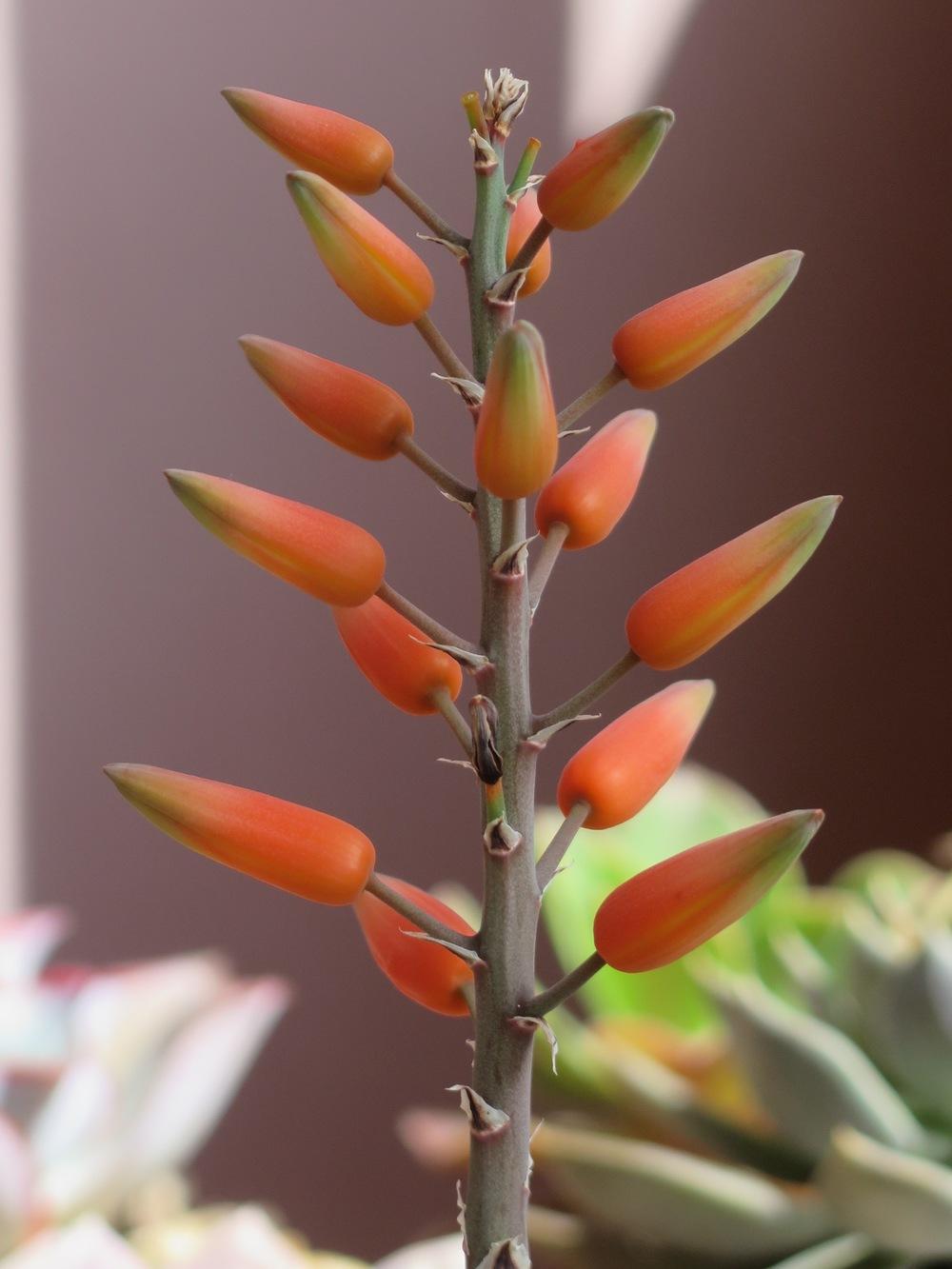 Photo of Fan Aloe (Kumara plicatilis) uploaded by Baja_Costero